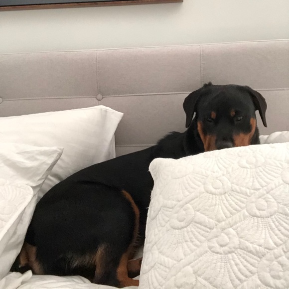 Meet your Posher, Sam - Picture 1 of 1